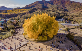 반계리은행나무축제